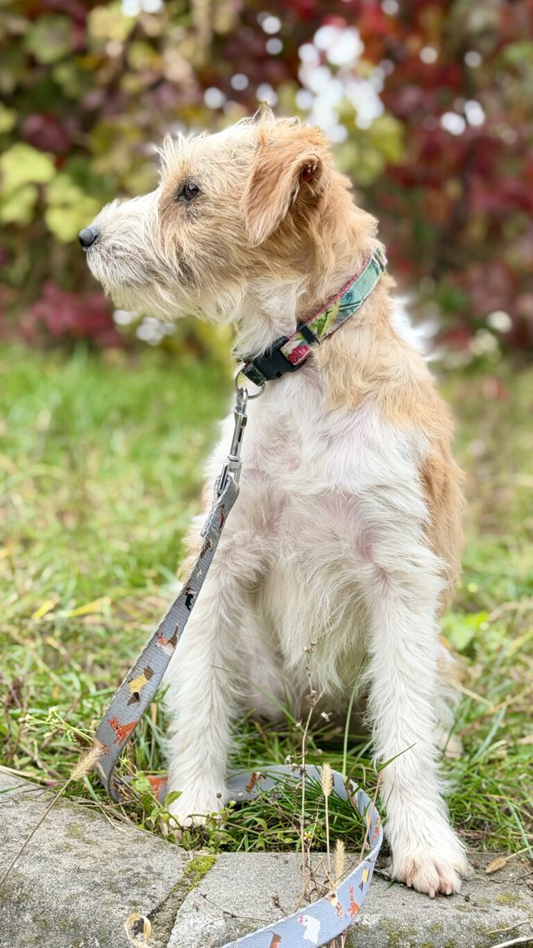 szczeniak jack russell terrier