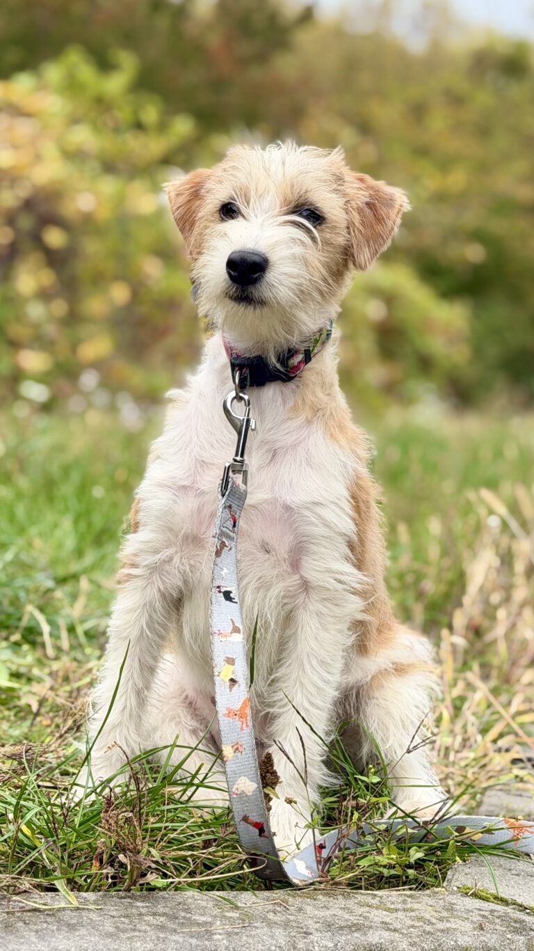 szczeniak jack russell terrier