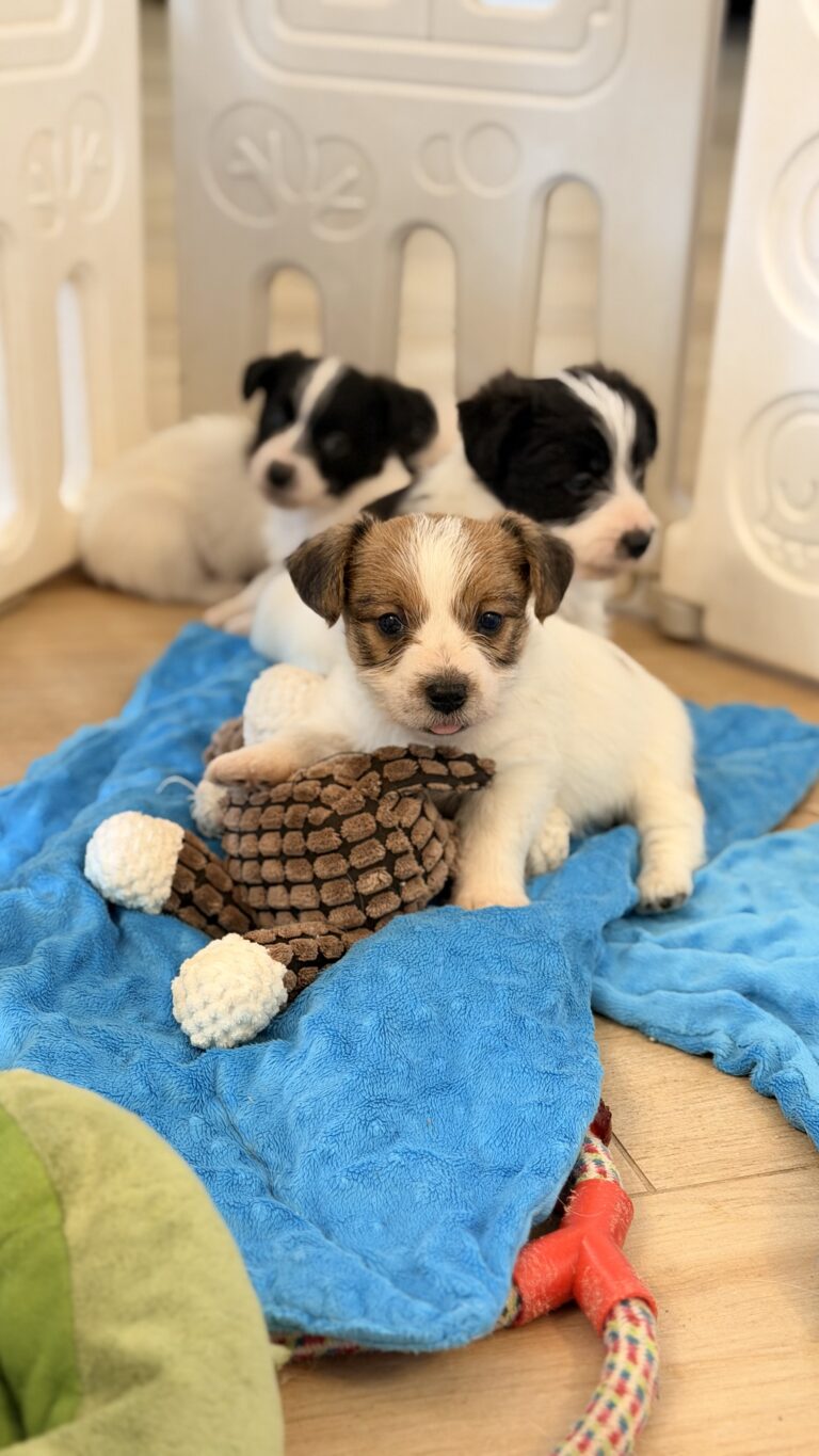 jack russell terrier