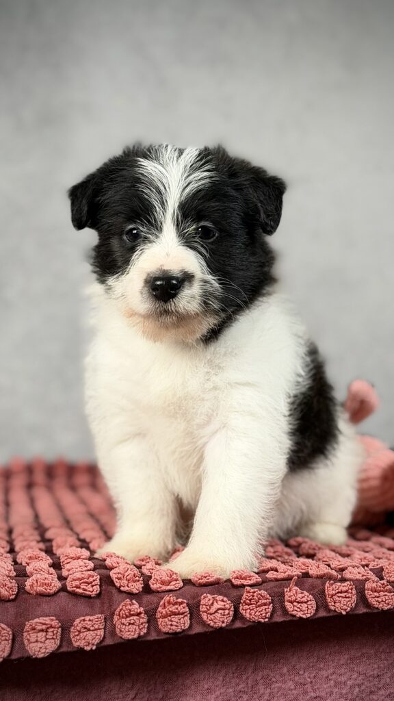 szczeniak jack russell terrier