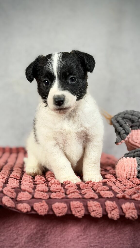 szczeniak jack russell terrier