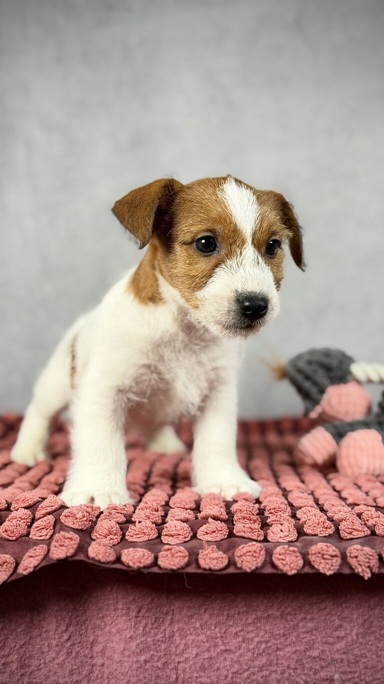 piesek Jack russell terrier