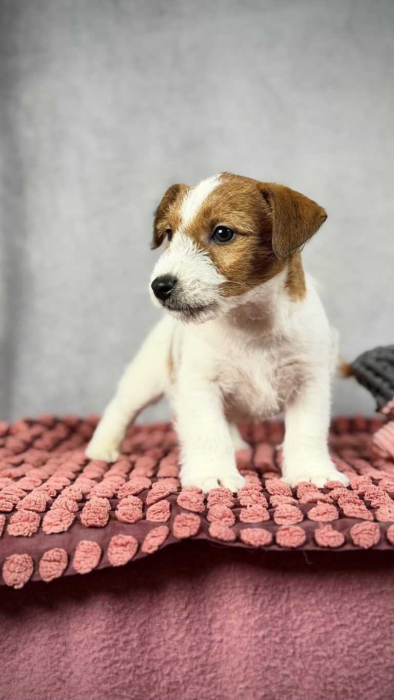 piesek Jack russell terrier