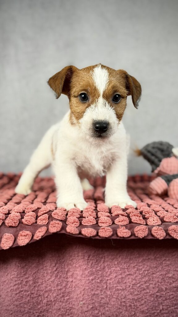 szczeniak jack russell terrier