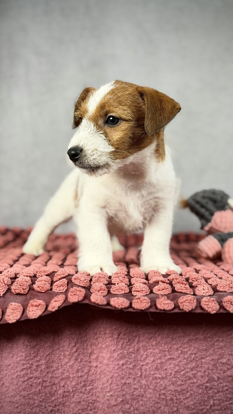piesek Jack russell terrier