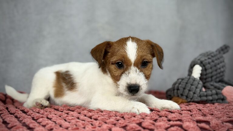piesek Jack russell terrier