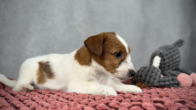 piesek Jack russell terrier