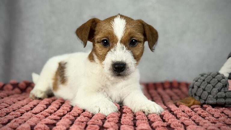 piesek Jack russell terrier