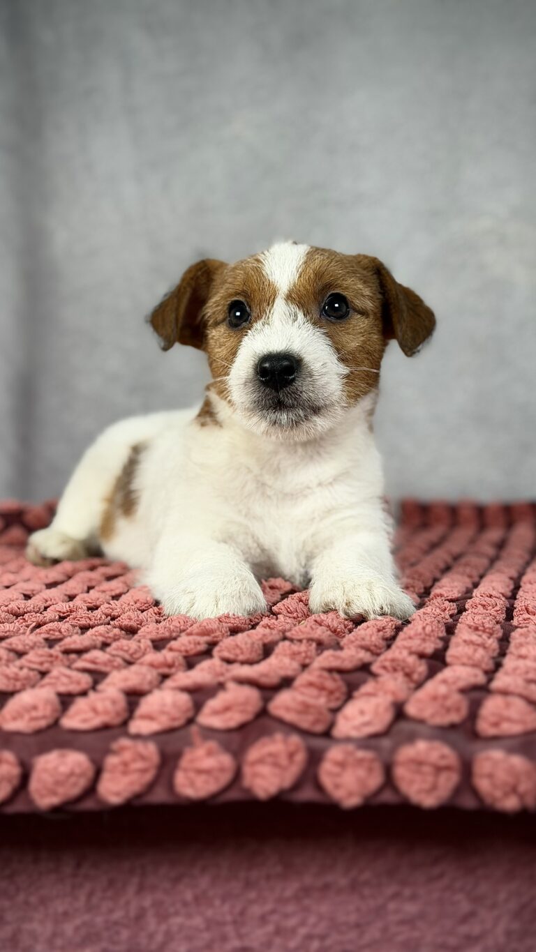 piesek Jack russell terrier