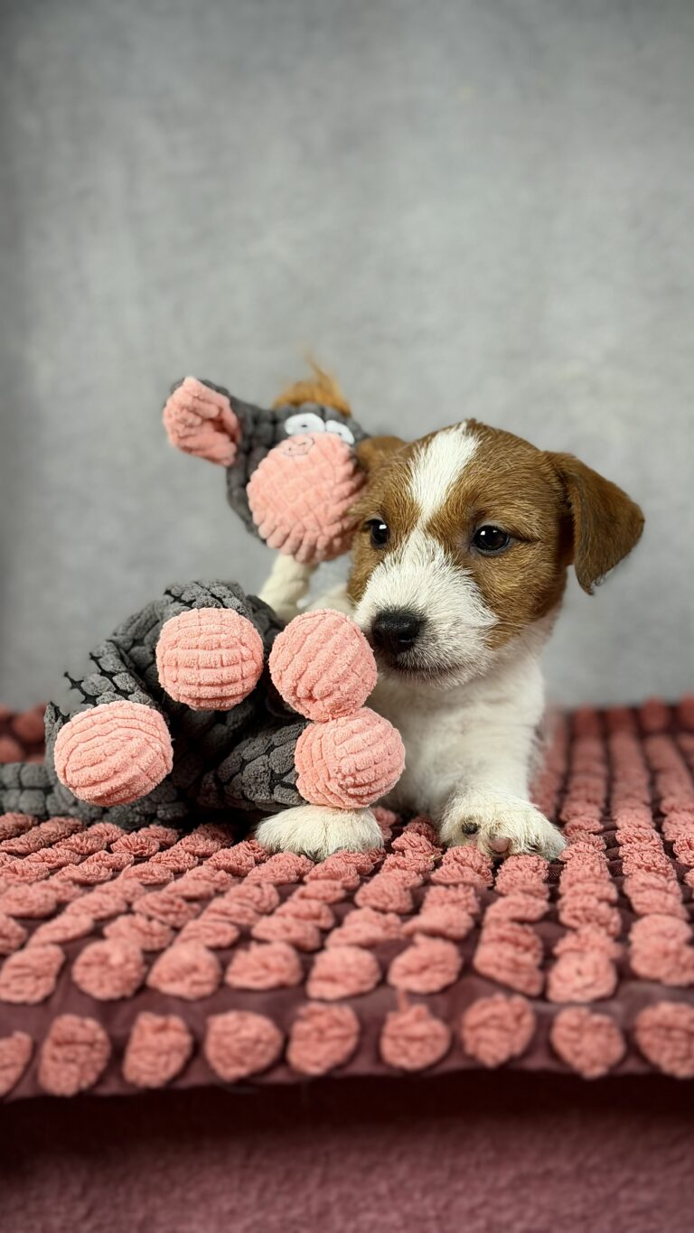 piesek Jack russell terrier