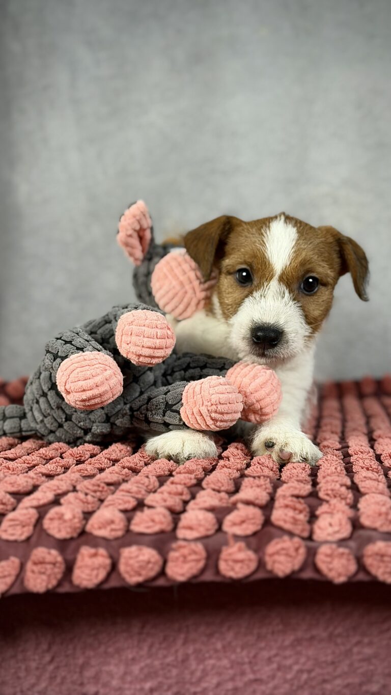 piesek Jack russell terrier