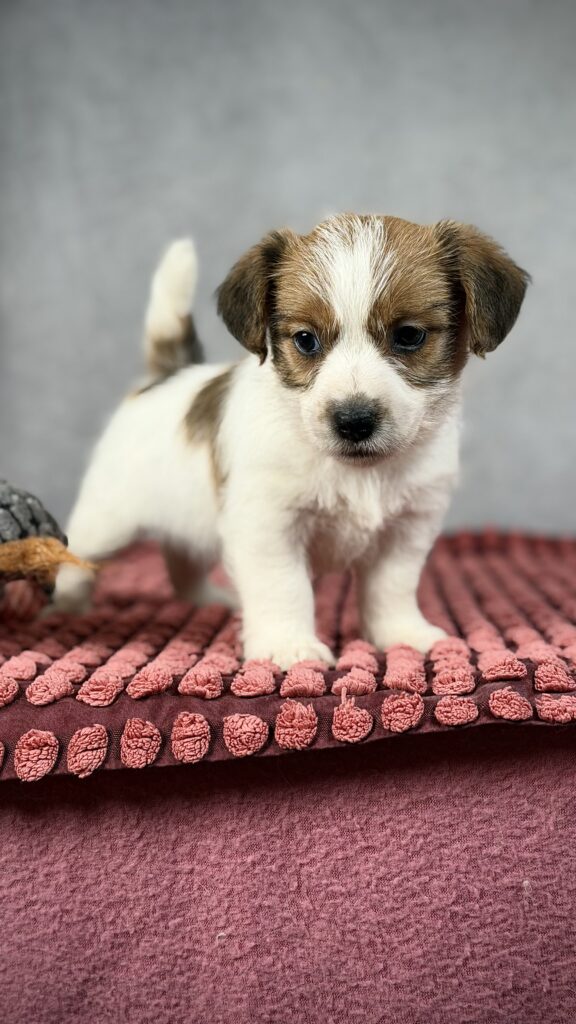 szczeniak jack russell terrier