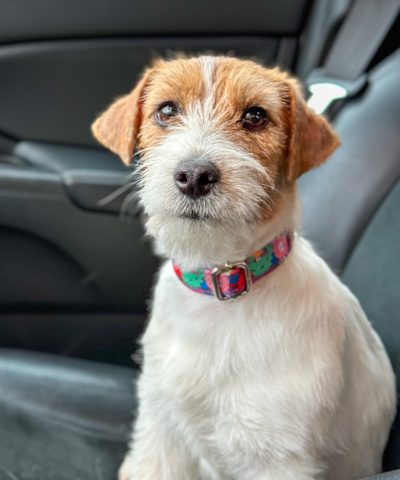 jack russell terrier