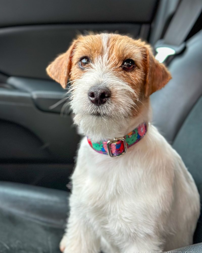 jack russell terrier