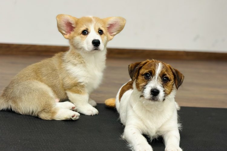 jack russell terrier