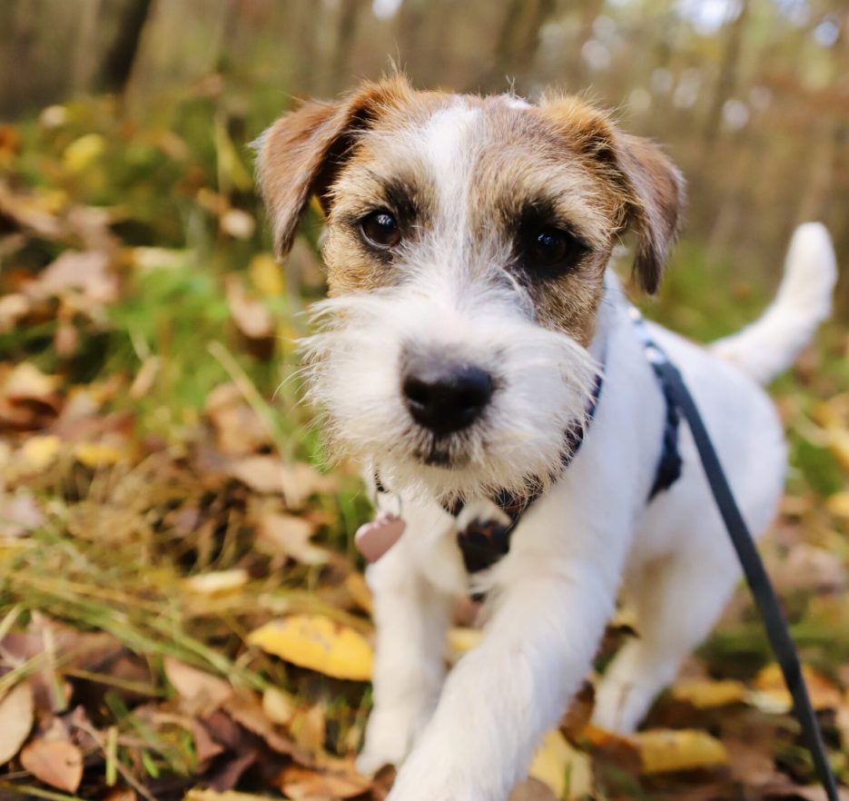 jack russell terrier
