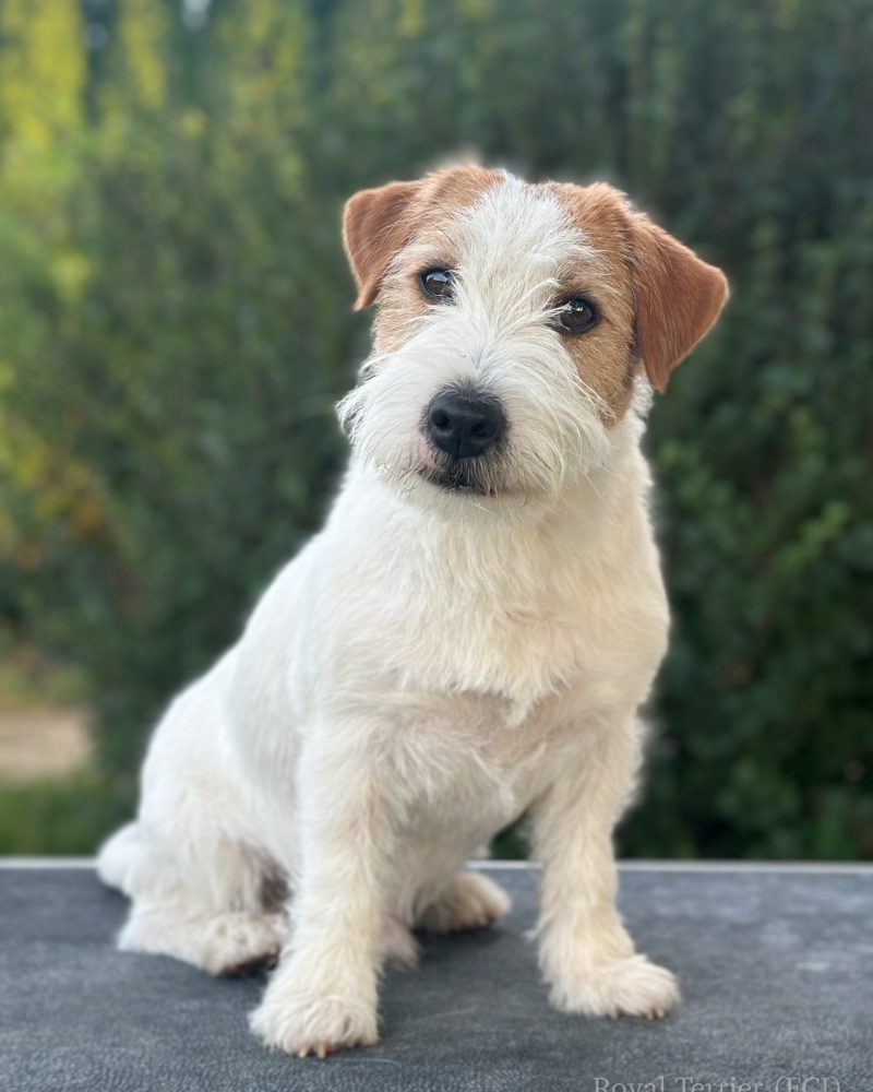 jack russell terrier
