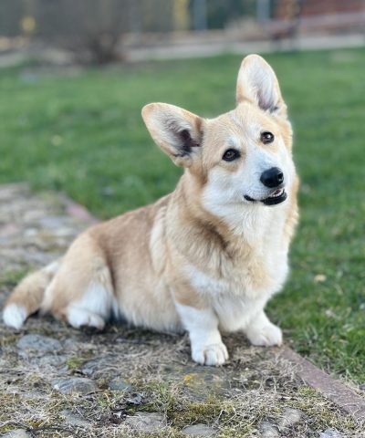 welsh corgi pembroke