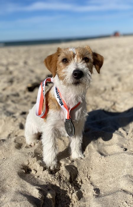 jack russell terrier
