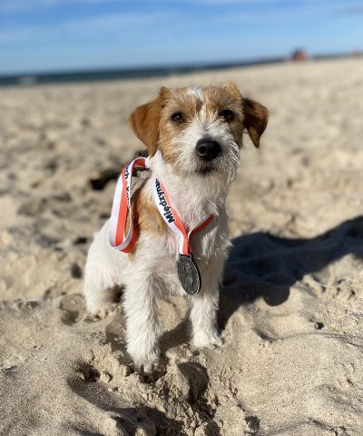 jack russell terrier