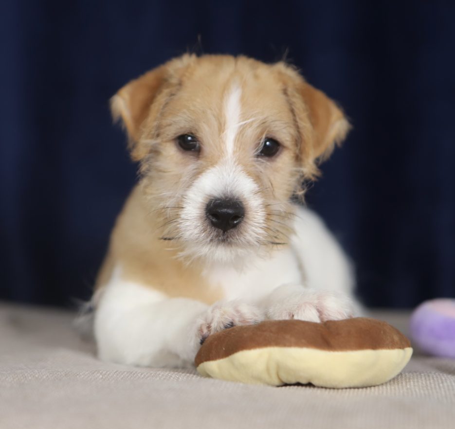 jack russell terrier