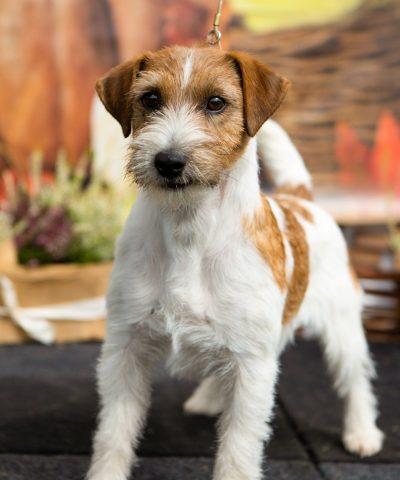 jack russell terrier