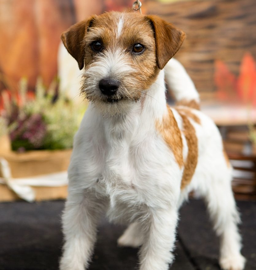 hodowla jack russell terrier Royal Terrier (FCI)