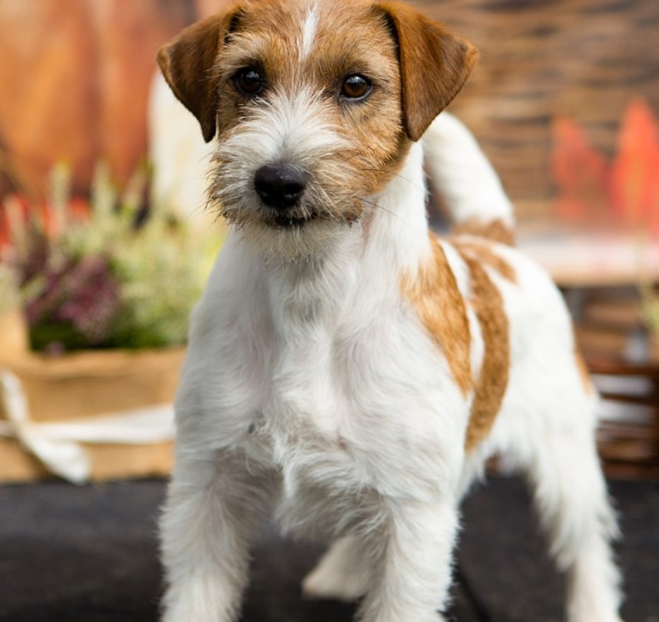 jack russell terrier szorstkowłosy