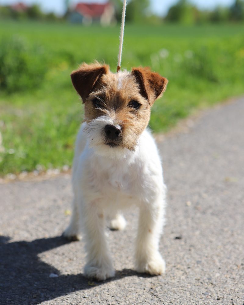 jack russell terrier