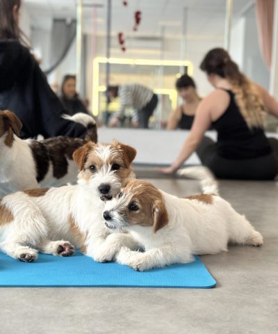 jack russell terrier