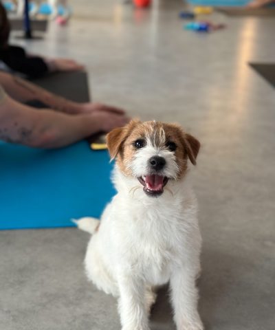 jack russell terrier