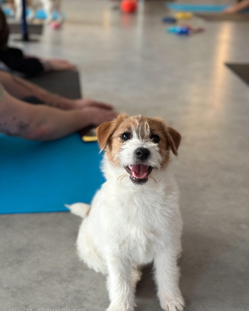 jack russell terrier