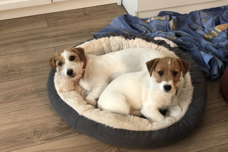 jack russell terrier