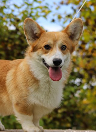 welsh corgi pembroke