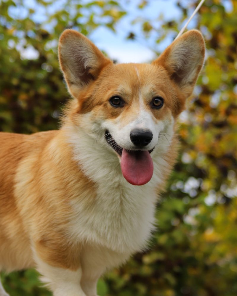 welsh corgi pembroke