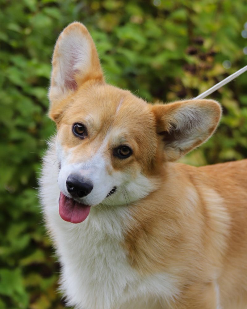 reproduktor welsh corgi pembroke