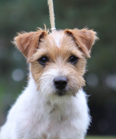 jack russell terrier