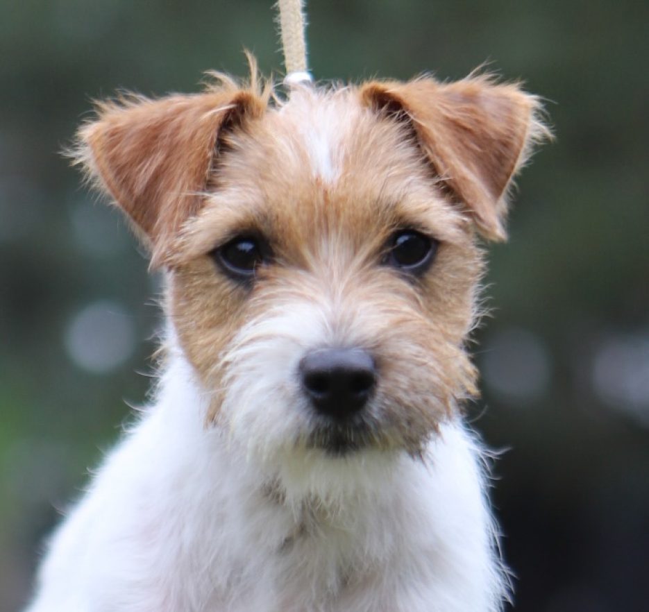 Jack Russell terrier szorstkowłosy