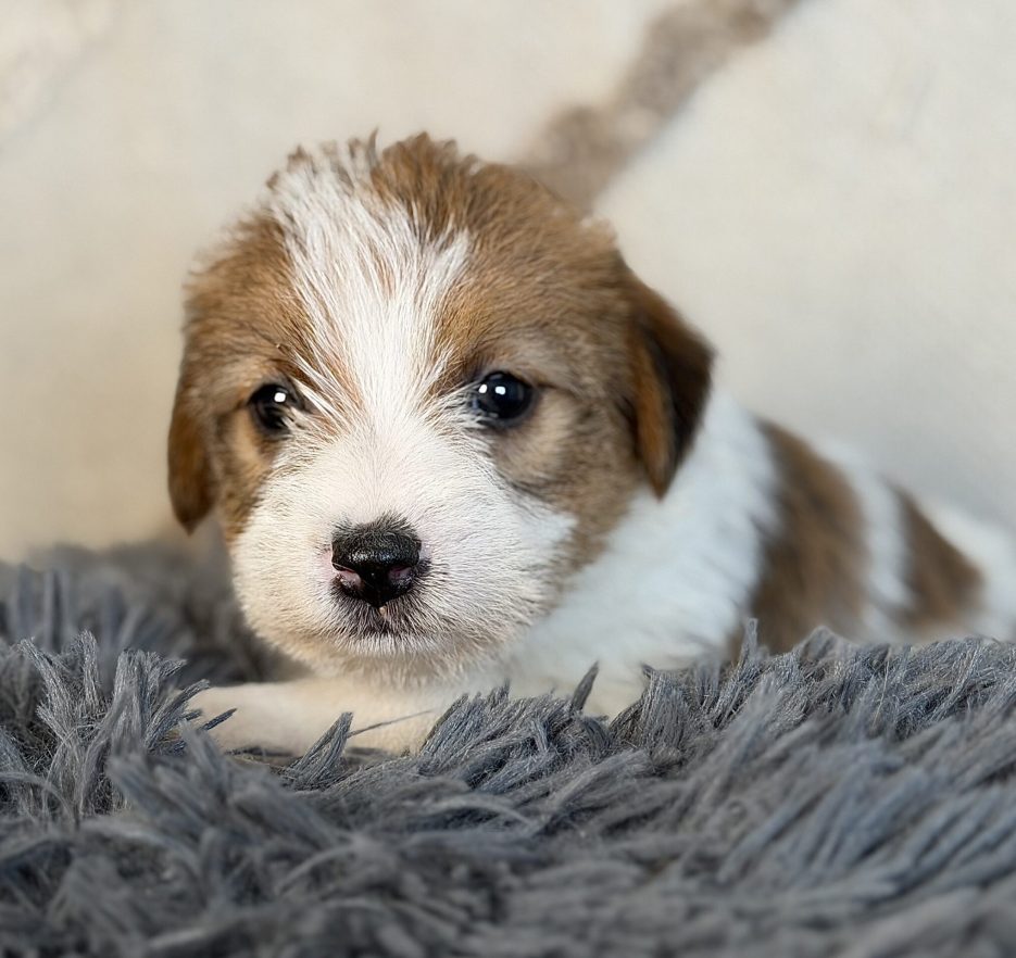 suczka Jack Russell terrier szorstkowłosa