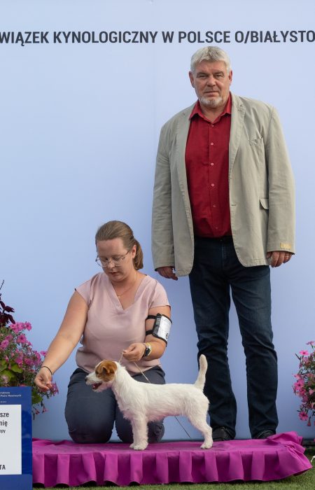 jack russell terrier