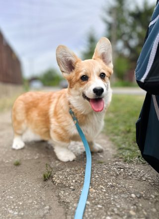welsh corgi pembroke
