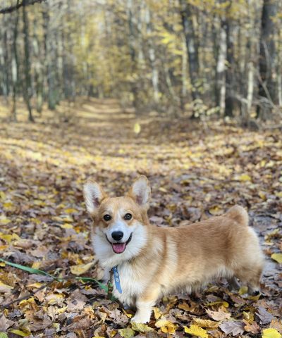 welsh corgi pembroke