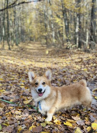 welsh corgi pembroke