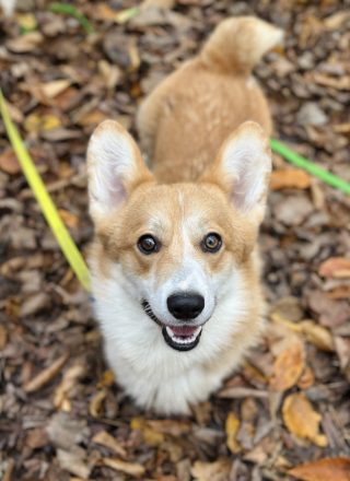 welsh corgi pembroke