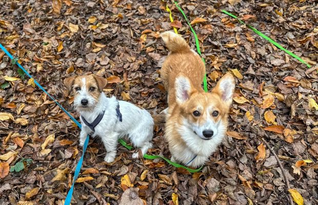welsh corgi pembroke