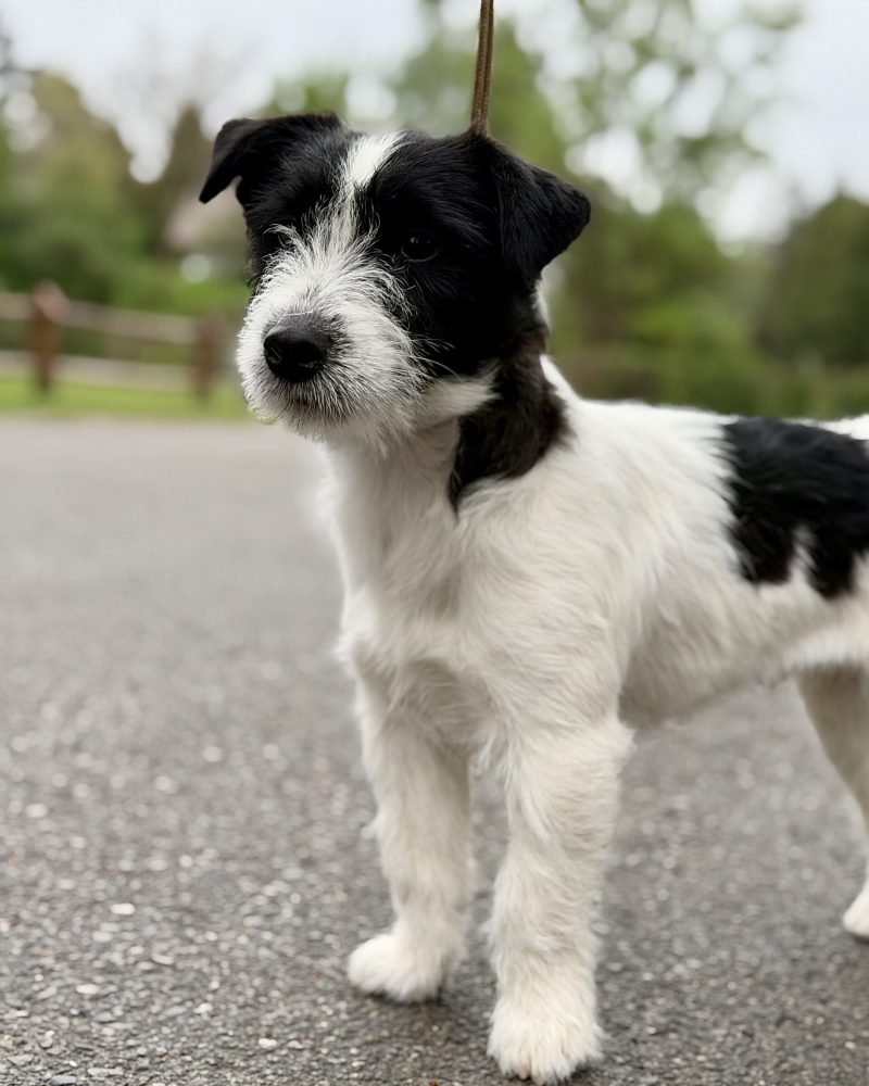 jack russell terrier biało-czarny