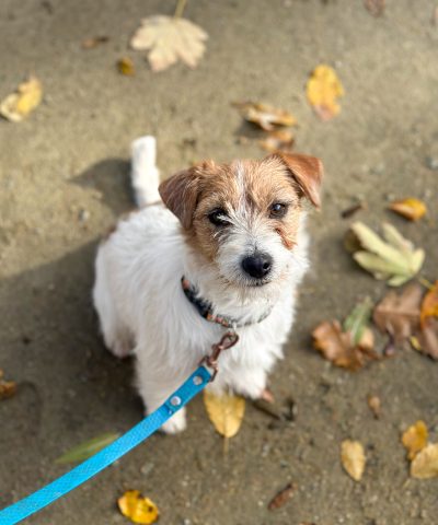 jack russell terrier