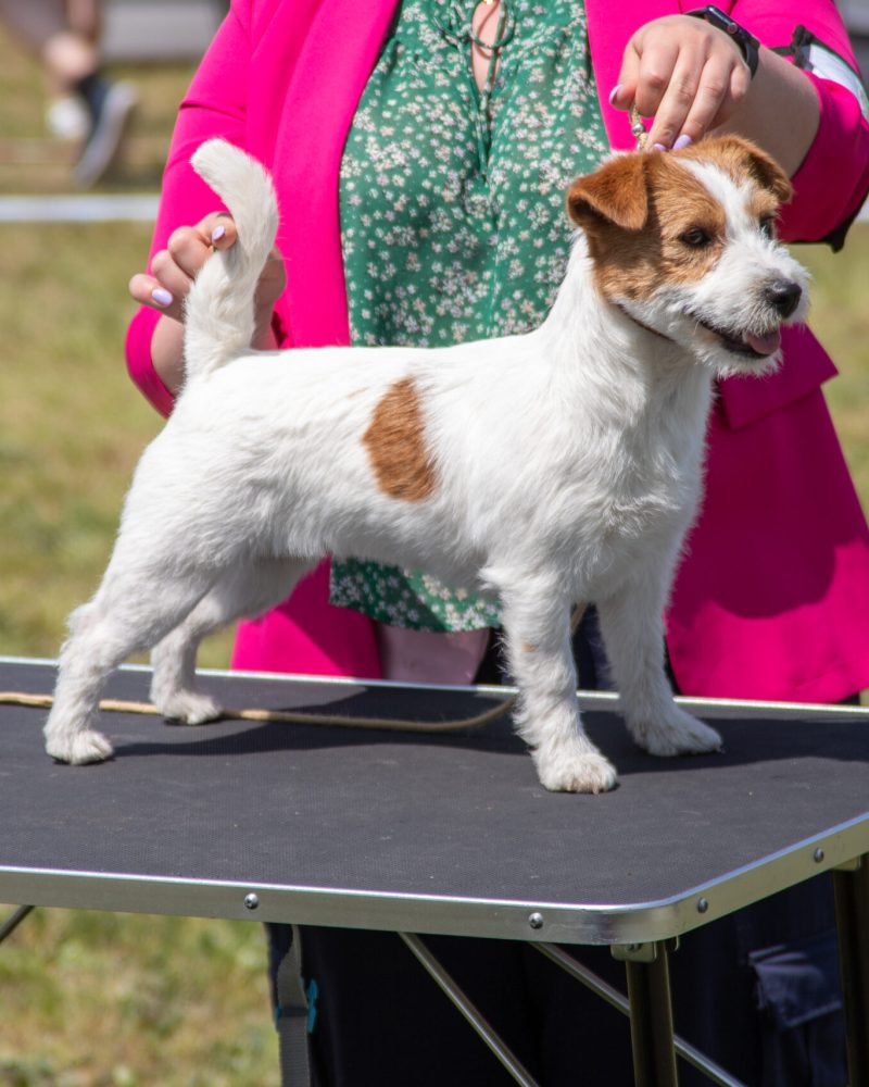 jack russell terrier