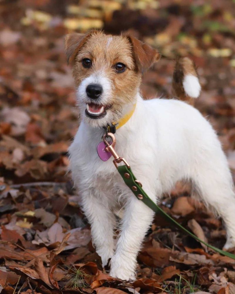 jack russell terrier