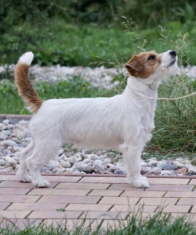 jack russell terrier
